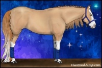 Horse Color:Gold Champagne Splash