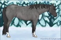 Horse Color:Smoky Blue Roan 