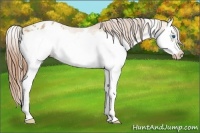 Horse Color:White Spotted Red Dun Splash Frame Appaloosa Rabicano 