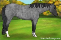 Horse Color:Blue Roan 