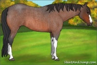 Horse Color:Bay Roan 