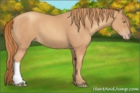 Horse Color:Gold Champagne 