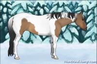 Horse Color:Bay Dun Tobiano 