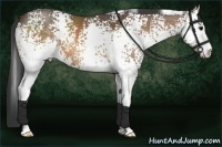 Horse Color:White Spotted Buckskin Sabino 