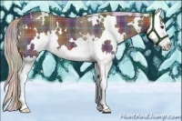 Horse Color:Nacre Plaid  White Spotted Liver Chestnut Splash 