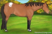 Horse Color:Bay Appaloosa
