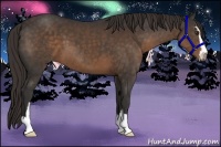 Horse Color:Liver Chestnut Sabino