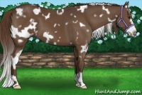 Horse Color:White Spotted Liver Chestnut Frame 