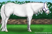 Horse Color:Silver Black Chinchilla Varnish