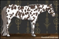 Horse Color:Liver Chestnut Frame Appaloosa
