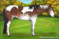 Horse Color:White Spotted Bay Tobiano