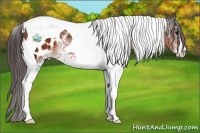 Horse Color:White Spotted Bay Tobiano Appaloosa