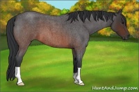 Horse Color:Brown Roan