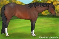 Horse Color:Bay Roan 