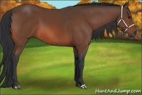 Horse Color:Bay 