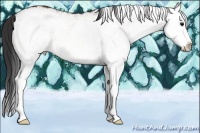 Horse Color:White Spotted Bay Splash 