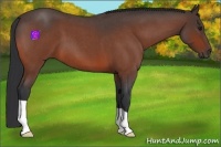 Horse Color:Bay Roan 
