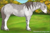 Horse Color:Liver Red Roan Sabino Frame Varnish Rabicano 