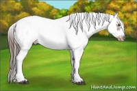 Horse Color:White Spotted Liver Chestnut Frame Appaloosa 