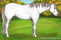 Horse Color:Nacre Liver Chestnut Ice Sabino Splash Appaloosa