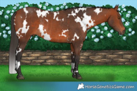 Horse Color:White Spotted Bay Rabicano 