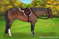 Horse Color:Bay Frame