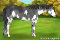 Horse Color:Black Splash