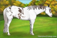 Horse Color:Liver Chestnut Sabino Appaloosa 