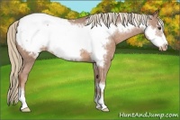 Horse Color:Chestnut Frame Appaloosa