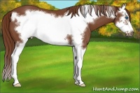 Horse Color:Chestnut Sabino Splash Frame