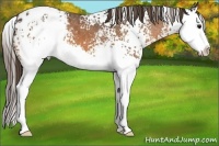 Horse Color:White Spotted Buckskin Splash Appaloosa 