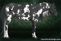 Horse Color:White Spotted Black