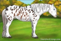 Horse Color:White Spotted Brown Sabino Splash Frame Appaloosa 