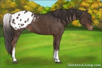 Horse Color:White Spotted Liver Chestnut Appaloosa Rabicano