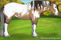 Horse Color:White Spotted Brown Dun Splash Snowcap Rabicano