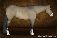 Horse Color:Bay Dun Sabino Rabicano
