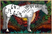 Horse Color:Black Near Leopard