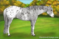 Horse Color:White Spotted Black Splash Varnish Rabicano 