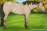 Horse Color:Buckskin Roan 