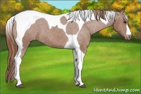 Horse Color:Chestnut Tobiano Appaloosa 