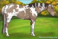 Horse Color:White Spotted Classic Champagne 
