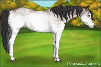 Horse Color:White Spotted Bay Rabicano