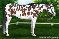 Horse Color:Brown Sabino Splash Near Leopard 