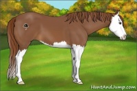 Horse Color:Chestnut Splash 