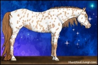 Horse Color:Gold Champagne Appaloosa