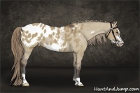 Horse Color:Liver Red Dun Frame Appaloosa