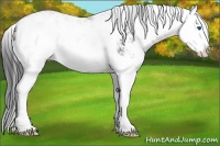 Horse Color:Brown Sabino Splash Rabicano 