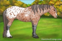 Horse Color:Bay Varnish 