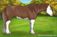 Horse Color:Chestnut Sabino Splash 