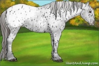 Horse Color:Black Blanket 